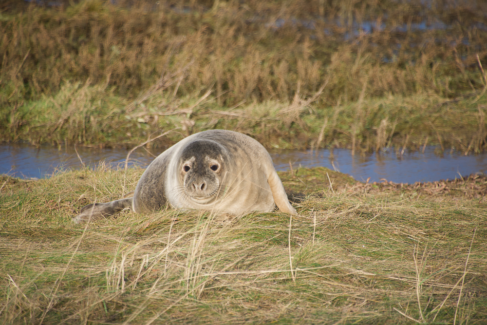Seal Watching at Donna Nook: A Disabled Access Guide