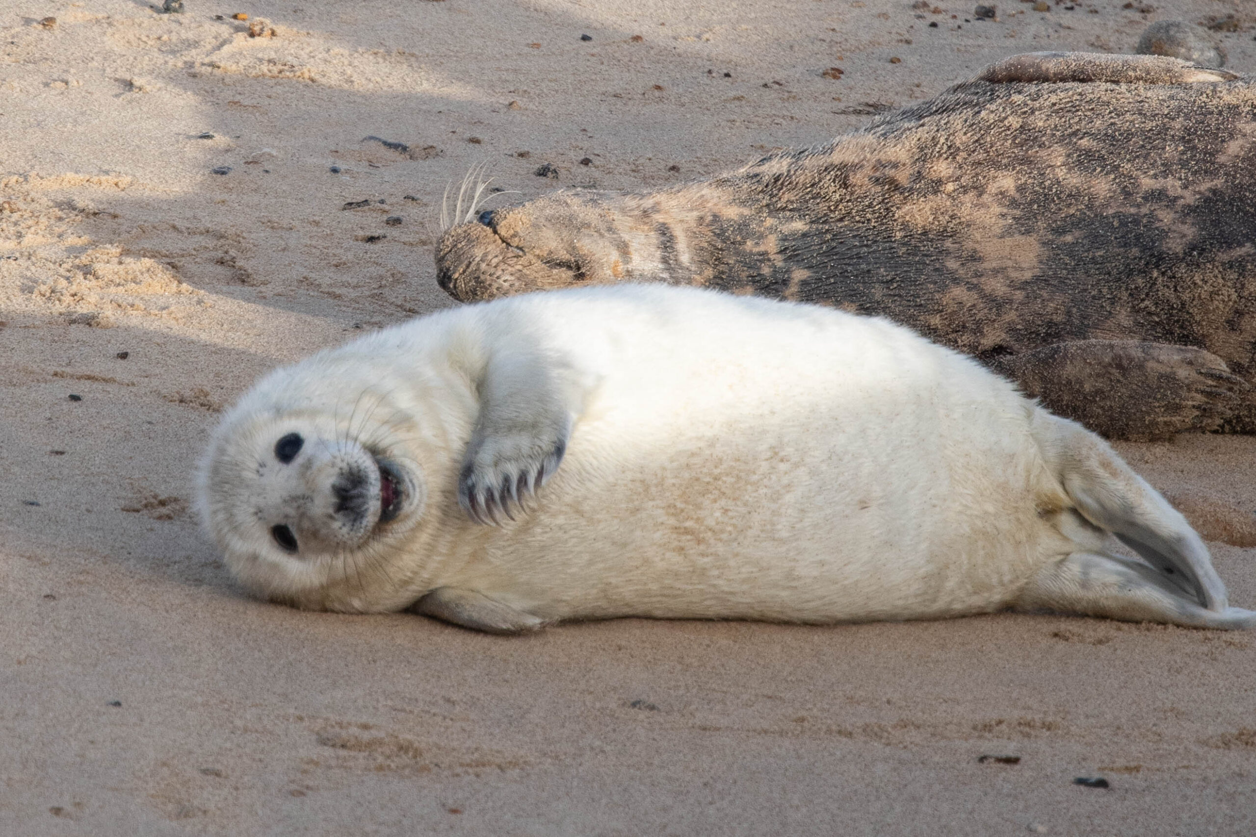 Donna Nook vs Horsey Gap: Which is Better for Disabled Access?