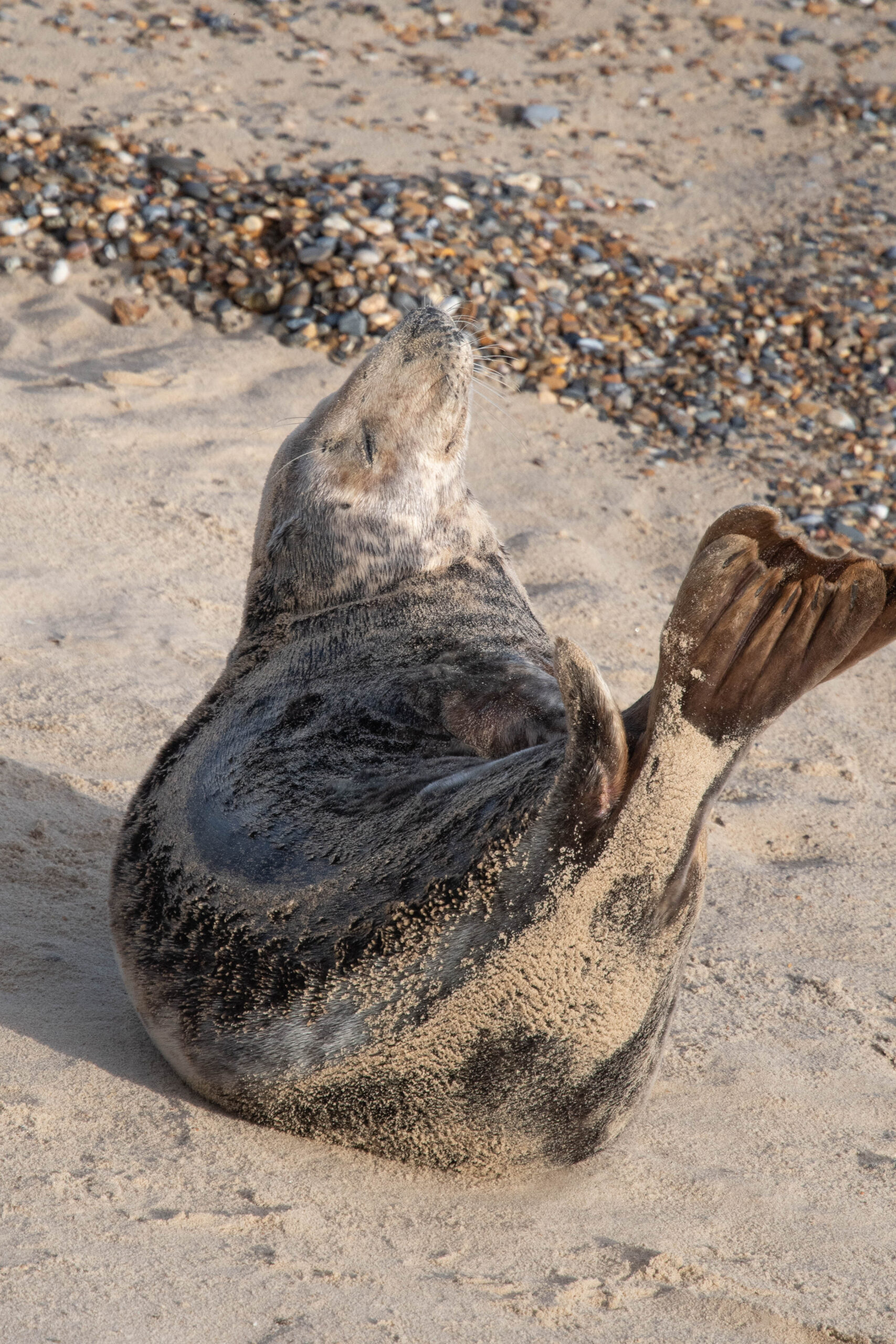 Seal Watching in the UK: Horsey Gap (an accessibility perspective)