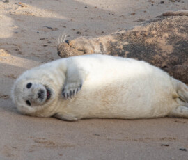 Seal pup at Horsey Gap Seal pup at Horsey Gap